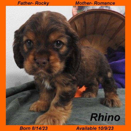 puppy, for, sale, Cocker Spaniel, Joe & Cherri  Overlease, dog, breeder, Miller, MO, dog-breeder, puppy-for-sale, forsale, nearby, find, puppyfind, locator, puppylocator, aca